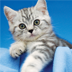 Buying A Kitten